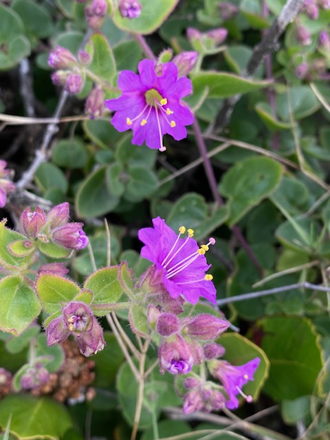 The picture shows a close-up of vibrant purple flowers with delicate petals, each with a cluster of bright yellow stamens at the center. The flowers are surrounded by green leaves and some unopened flower buds that have a hint of purple. The buds and stems have a fine fuzz on them. The background is a mix of greenery and some dry, brown plant material, which is slightly out of focus.