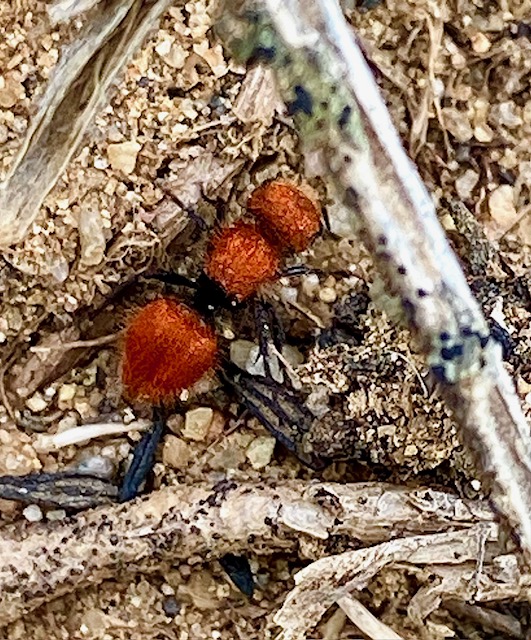 The image shows an insect with a distinctive appearance. It has two bright orange, fuzzy segments - likely its thorax and abdomen. The head is not clearly visible. Its legs are black and slender, contrasting with the orange body. The insect is positioned on the ground, which is a mix of sand and small pebbles, with some dry, thin twigs scattered around. The focus is on the insect, making the background details slightly blurred.