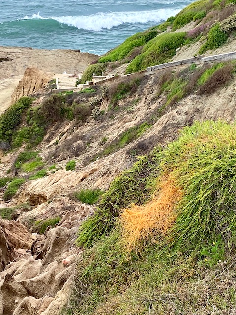 The picture shows a coastal scene with a steep, eroded cliffside leading down to a beach. The ocean is visible with waves crashing onto the shore. Vegetation is growing on the cliff, with a notable patch of bright orange plants amidst the greenery. A wooden staircase can be seen on the left, partially hidden by the foliage, providing a path down to the beach. A metal railing runs along the edge of the cliff for safety. The sky is overcast, suggesting a cool or windy day.