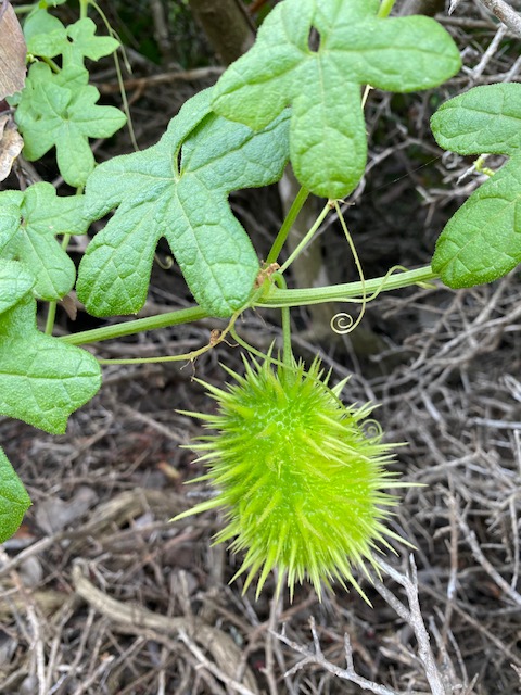 The picture shows a plant with a unique fruit or pod hanging from it. The pod is bright green, oval-shaped, and covered in soft-looking spiky protrusions all over its surface. It's attached to the plant by a thin stem, and there's a delicate, curly tendril next to it. The leaves of the plant are green with a heart-like shape and a slightly wrinkled texture. The background is a mix of dry, brownish twigs and some green foliage, suggesting a natural, outdoor setting.