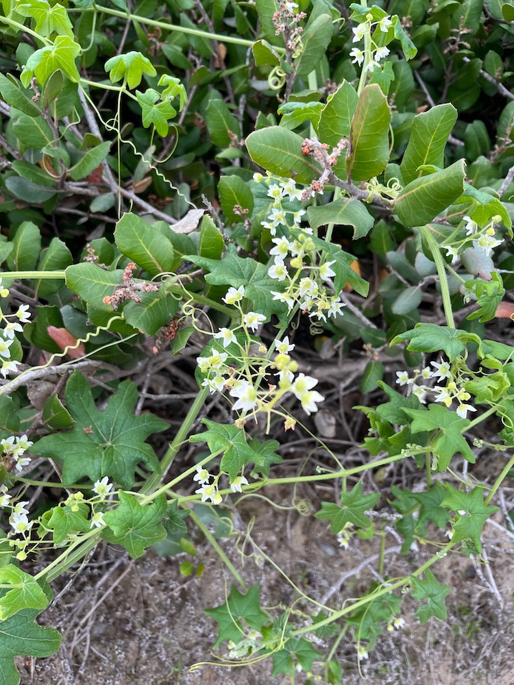The image shows a close-up of a plant with delicate white flowers and green leaves. The flowers have a simple structure with four small petals and are clustered together on thin stems that branch out from the main plant. The leaves are a mix of shapes, some with smooth edges and others with more jagged edges, giving a slightly wild and natural appearance. The background is a blend of greenery and some dry, brown earth, suggesting the plant is growing in a natural, possibly outdoor setting.