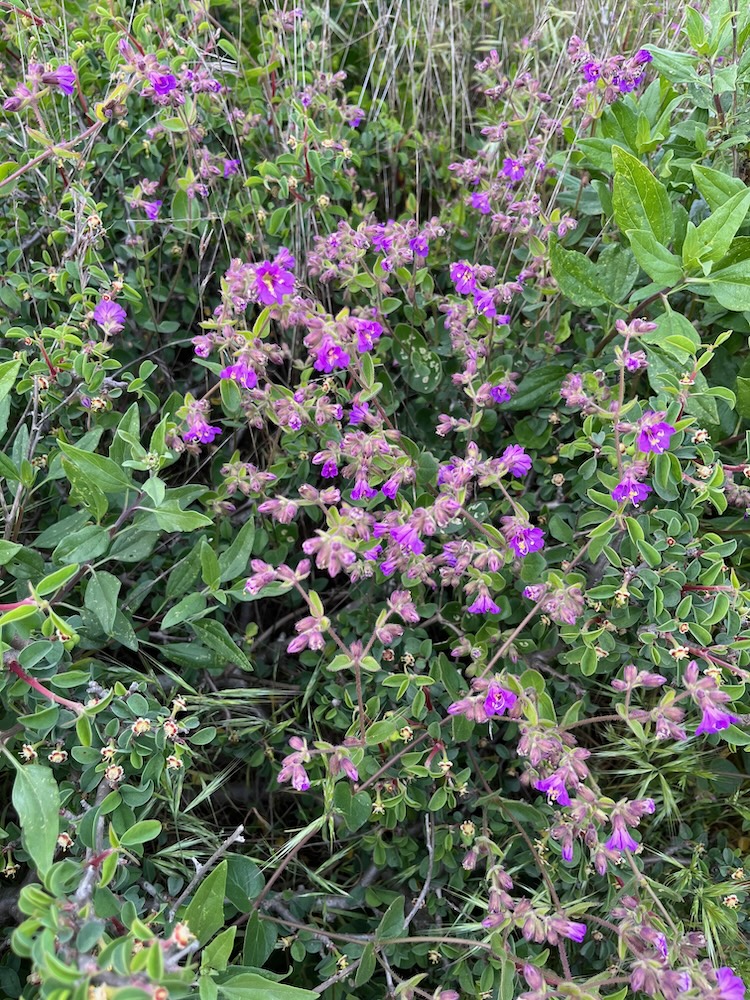 The image shows a close-up of a dense cluster of wildflowers and greenery. The flowers are small with vibrant purple petals and a lighter purple to pinkish hue near the center. They have a delicate appearance with five rounded petals each. The green leaves are oval-shaped and appear to be a mix of dark and light green shades. Interspersed among the flowers and leaves are some dry, brown grasses and seed pods that add a touch of wilderness to the scene. The overall impression is of a natural, untamed growth of wildflowers in their natural habitat.