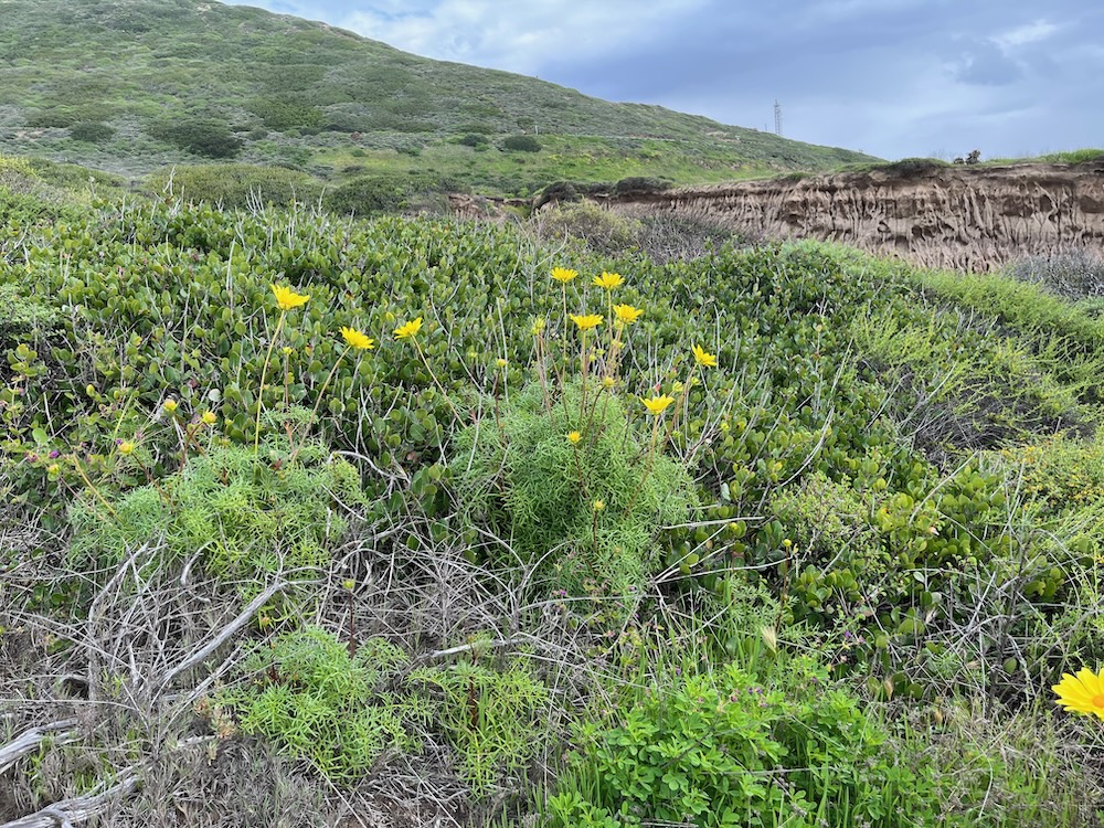 The image shows a natural landscape with a variety of greenery. In the foreground, there are bright yellow flowers blooming among green shrubs and plants. The middle ground is dominated by dense green foliage, with some plants having rounded leaves. In the background, there is a hill with more greenery and a clear sky above with some scattered white clouds. To the right, there is a glimpse of a sandy cliff and a tall metal structure, possibly a tower or pole, on the hilltop. The overall impression is of a vibrant, lush coastal or hillside environment.