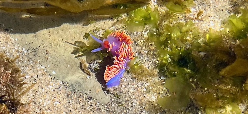 The image shows a vibrant sea creature, likely a nudibranch, in its natural underwater habitat. The creature has a soft, elongated body with a striking color pattern. The main body color is a deep purple or blue, and it's adorned with numerous bright orange and white-tipped appendages that resemble a mohawk running down its back. These appendages are likely cerata, which are used for respiration and defense. The nudibranch is surrounded by sandy seabed, some green seaweed, and other less distinguishable marine elements. The water appears clear, allowing for a good view of the creature and its surroundings.