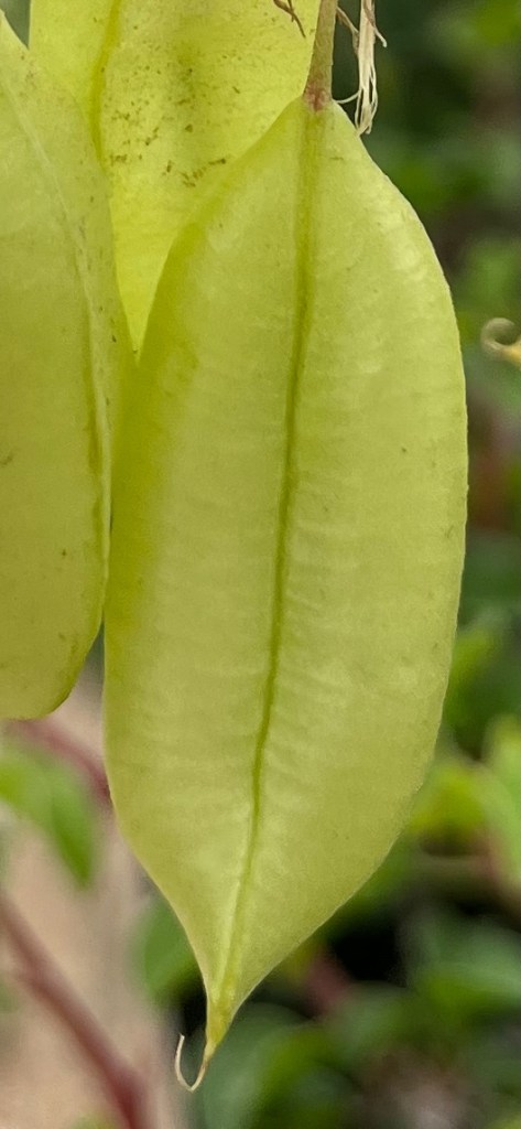 The picture shows a close-up of a single green pod hanging from a plant. The pod appears plump and has a smooth surface with a visible seam running vertically down its middle. It is shaped like a teardrop with a pointed tip at the bottom where a tiny brownish curl, resembling a small hook or tail, emerges. The background is blurred with hints of greenery, suggesting the pod is in a garden or a plant-rich environment.