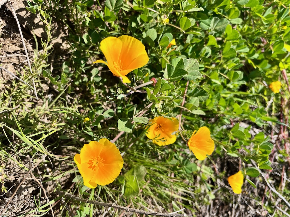 The picture shows a close-up of vibrant yellow flowers with four delicate petals each, blooming amidst green foliage. The petals have a slightly darker yellow hue at the base, which fades into a lighter yellow towards the edges. The center of each flower has a group of small, intricate stamens. The greenery surrounding the flowers is a mix of different shapes of leaves, some round and some more elongated, creating a lush backdrop for the bright yellow blooms. The sunlight casts a warm glow on the scene, highlighting the vivid colors and the fresh, natural setting.