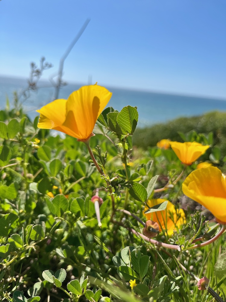 The picture shows a close-up of vibrant yellow flowers with a soft-focus background. The flowers have four delicate petals each and are nestled among green leaves. In the distance, the blue sea under a clear sky creates a serene backdrop. The sunlight enhances the vivid colors of the flora and the ocean.