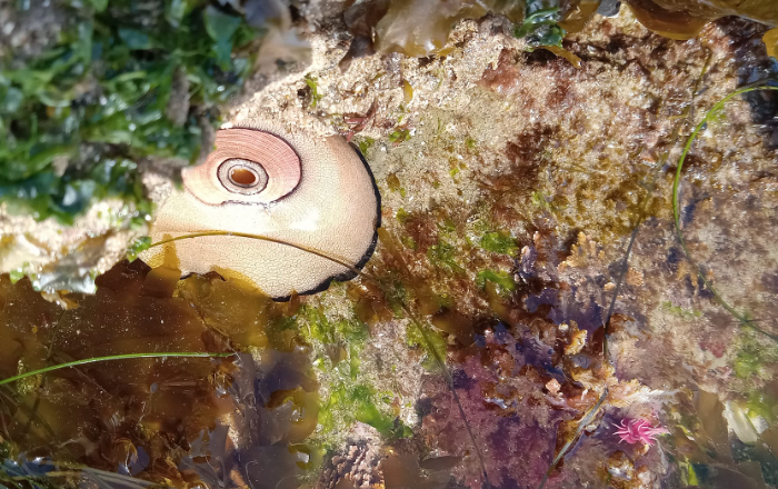 The picture shows a close-up of a tide pool with clear water. There is a creature that resembles a keyhole limpet. The body of the creature is not fully visible, but what can be seen is pale, possibly beige or light brown, with a smooth texture. The surrounding area is rocky with patches of green algae and other marine plants. There's also a small pinkish organism, which could be a nudibranchl, near the bottom of the image. The sunlight is reflecting off the water's surface, creating a bright, shimmering effect.