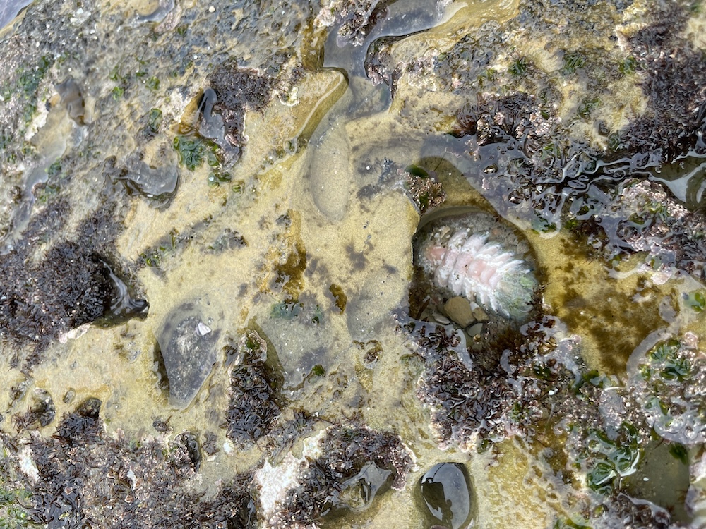 The image shows a close-up of a rocky, wet surface with various textures and colors. There are patches of brownish-green seaweed and small pools of water reflecting light. In the center, there is a circular hole in the rock, partially filled with water, revealing a chiton, with pinkish and white tones on its shell. The surrounding rock has shades of yellow, brown, and gray with some areas covered in dark, wet seaweed.