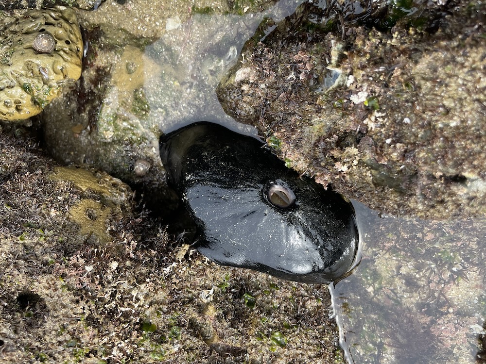 The picture shows a close-up of a rock pool. In the center, there is a large, shiny black keyhole limpet with its shell partially open, revealing a glimpse of the creature inside. The limpet is surrounded by various textures and colors of rock and marine life, including barnacles and seaweed. The water is clear, allowing visibility of the sandy bottom beneath. The overall impression is of a small, vibrant ecosystem on a rocky shoreline.