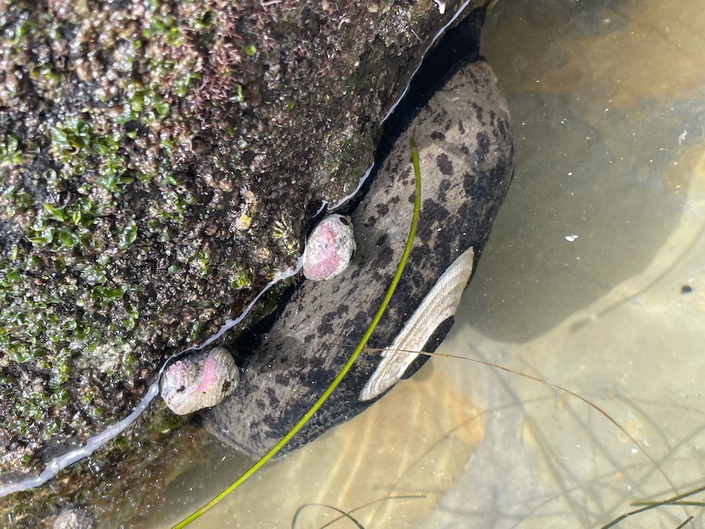 The picture shows a close-up of a wet, mossy rock surface at the edge of a body of water. There are two visible snails with pinkish shells on the rock, partially submerged in the water. The rock is covered with green moss and some brownish patches. A keyhole limpet is attached to the bottom of the rock. The water appears to be shallow with a sandy bottom, and there are a few thin, green grass-like plants in the water. The sunlight is reflecting off the wet surfaces, indicating it might be a bright day.