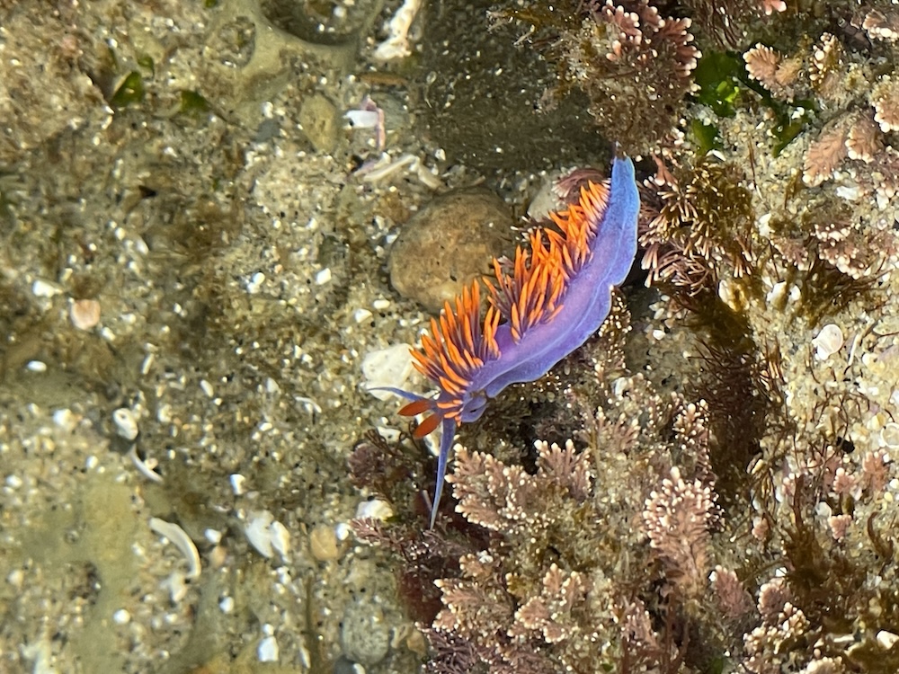 The image shows a vibrant sea creature known as a nudibranch, specifically the Spanish Shawl variety, in its natural underwater habitat. The nudibranch has a deep purple body with a velvety texture and is adorned with numerous bright orange cerata, which are appendage-like structures on its back that resemble a mohawk. It's crawling on a rocky surface covered with various marine plants and small pebbles. The surrounding area has patches of pinkish coral-like formations and some dark green algae, creating a colorful underwater scene.