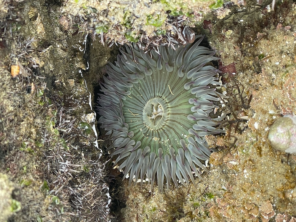 The image shows a sea anemone nestled in a rock pool. The anemone is open, displaying its radial symmetry with a multitude of greyish tentacles surrounding a central mouth. The tentacles have a soft, almost feathery appearance. The rock around it is covered with patches of seaweed and small marine organisms, creating a textured mosaic of browns, greens, and whites. The water is clear, allowing a view of the sandy bottom speckled with bits of debris and small rocks.
