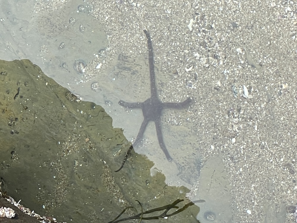 The picture shows a sea star submerged in shallow water. The water is clear, allowing a view of the sandy bottom speckled with small stones and shell fragments. The sea star is centered in the image, with its arms spread out. It appears to be on a slight slope where the water meets the sand, with some green aquatic plants visible to the left side of the frame. The sunlight seems to be reflecting off the water's surface, creating a sparkling effect around the sea star.