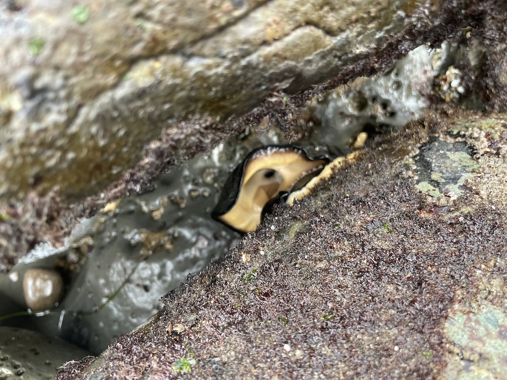 The image shows a close-up of a small, wet crevice between rocks. The rocks are covered with a thin layer of what appears to be moss or algae, giving them a reddish-brown and greenish hue. There's a noticeable presence of moisture, possibly from recent rain or a water source nearby. In the crevice, there is a small, partially visible creature that resembles a crab. Its shell is a blend of tan and dark brown, and it seems to be tucked away in the shadows of the rocks, possibly for shelter or protection.