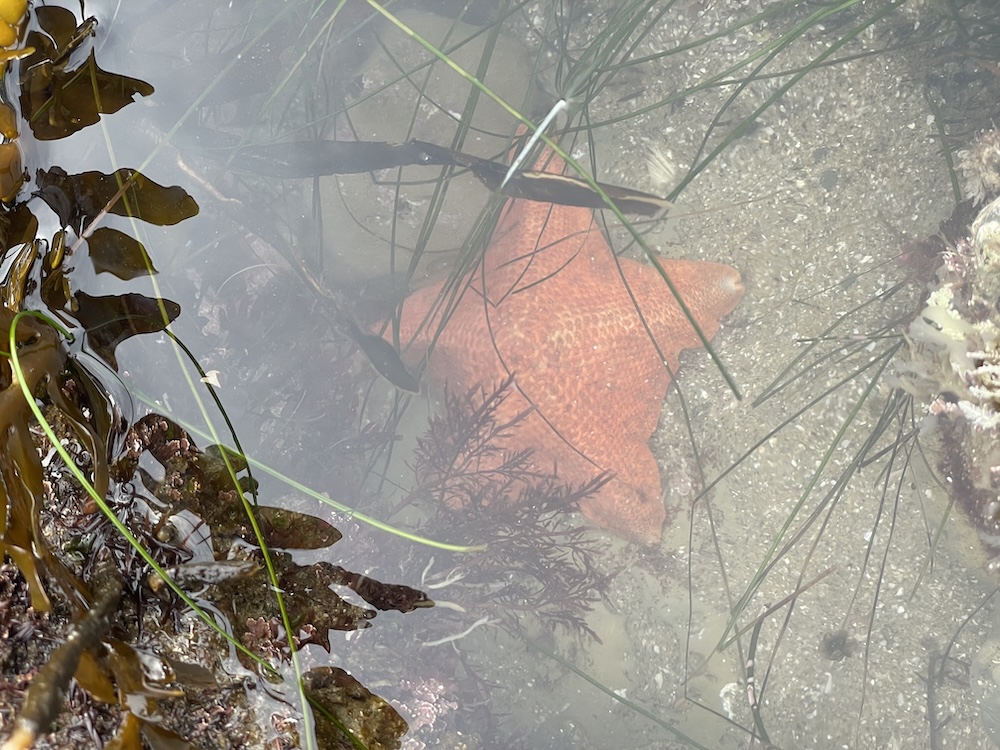 The image shows a sea star submerged in shallow water. The sea star is bright orange and has five arms, with its texture appearing slightly bumpy. It's surrounded by various marine plants, including long green seagrass and darker seaweed. The water is clear, allowing a view of the sandy bottom speckled with small stones and shells. Some sunlight is reflecting off the water's surface, creating a dappled light effect.