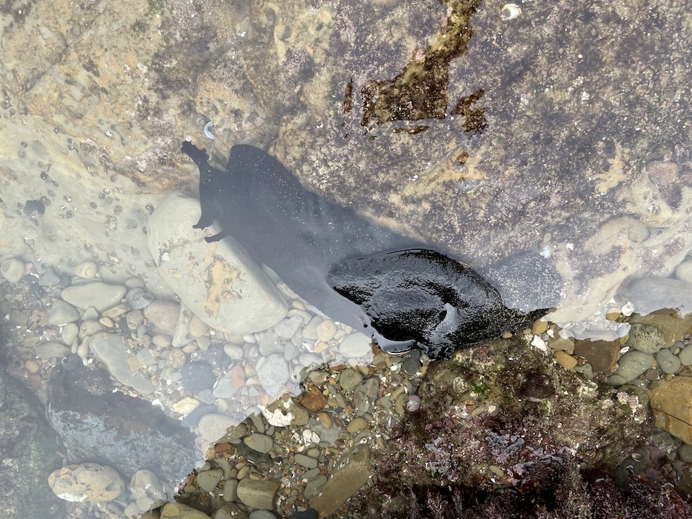 The picture shows a shallow body of water with a clear view of the rocky bottom. There isa sea hare partially submerged in the water, creating a natural mosaic of earthy colors. The water appears calm, and there's a visible shadow of a person cast on the water's surface, suggesting the presence of someone standing nearby. The edges of the water body are lined with what looks like seaweed or marine plants, adding a touch of green and brown to the scene.