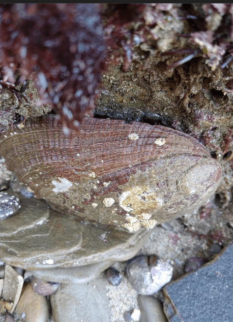 The image shows a close-up of a marine environment, likely a tide pool. There is a large, oval-shaped abalone with a ridged shell, nestled among rocks and marine flora. The shell has a mix of brown and white colors with some barnacles attached to it. The surrounding area includes wet rocks, some covered with small, reddish-brown seaweed. The shellfish is partially under a ledge, suggesting it is in a crevice or sheltered spot within the tide pool.
