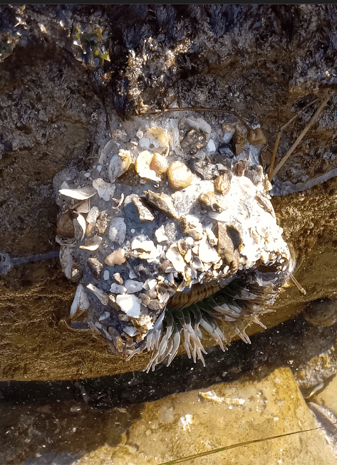 The image shows a rock pool with clear water. On one side, there's a cluster of marine life attached to a rock. The cluster is teeming with various small shells, pebbles, and sea creatures. In the center, there's a sea anemone with its tentacles partially extended, surrounded by the shells and pebbles. The sunlight is reflecting off the water, giving a shimmering effect. The rock surfaces around the pool appear wet and are likely slippery.
