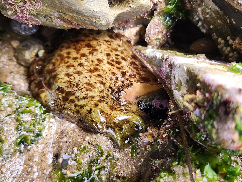 An elongated foot sized slug with rabbit ears on a sandy bottom.