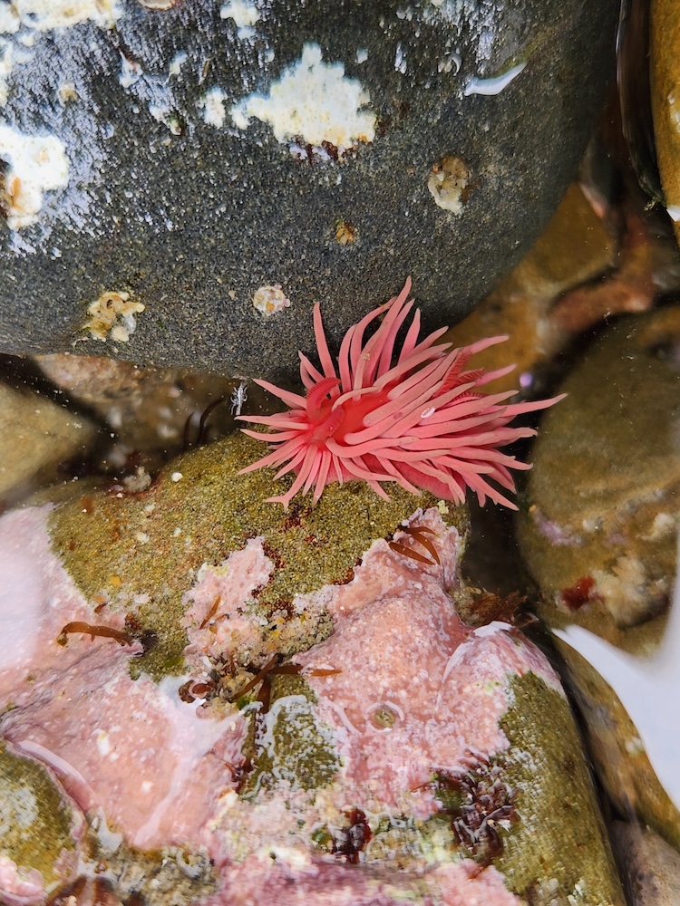 Finger nail sized pink snail with cylindrical arms radiating out from the center.