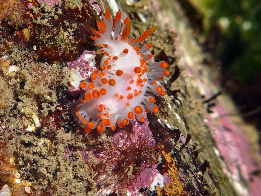 A small sea slug with a white body and orange spikes on a rock.
