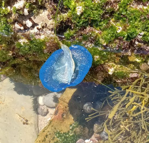 A blue flat oval with tiny hairs on the bottom.