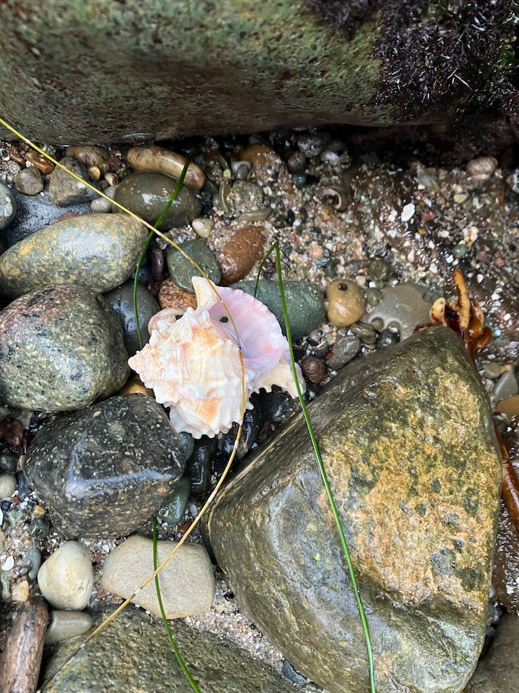 A pink snail shell that is semi circular with a rough exterior.