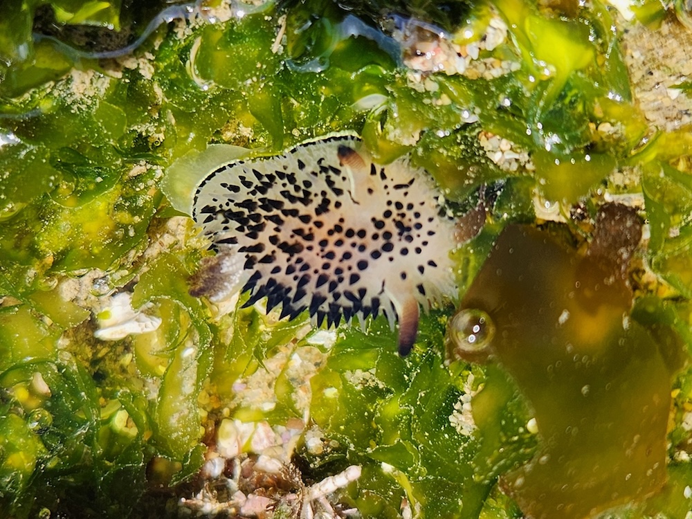 A small sea slug with a white body and black spikes. It sits on a bed of green algae.