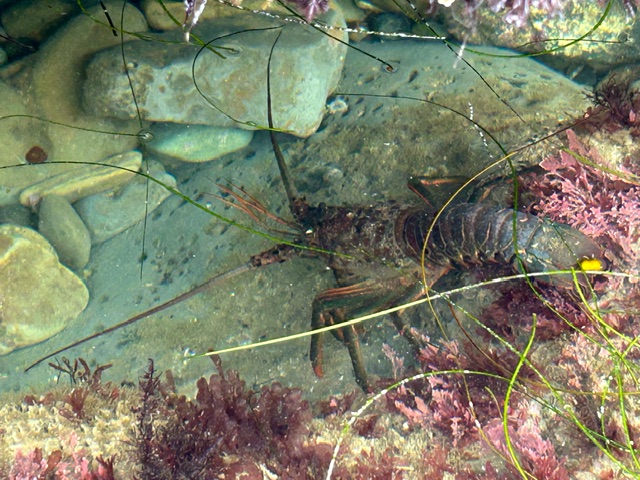 A lobster on a sandy bottom in shallow water.