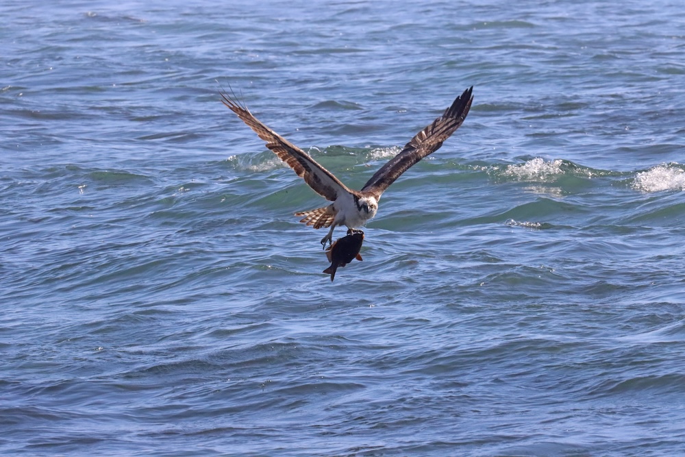 A large bird flies over the ocean with a fish in it's claws.