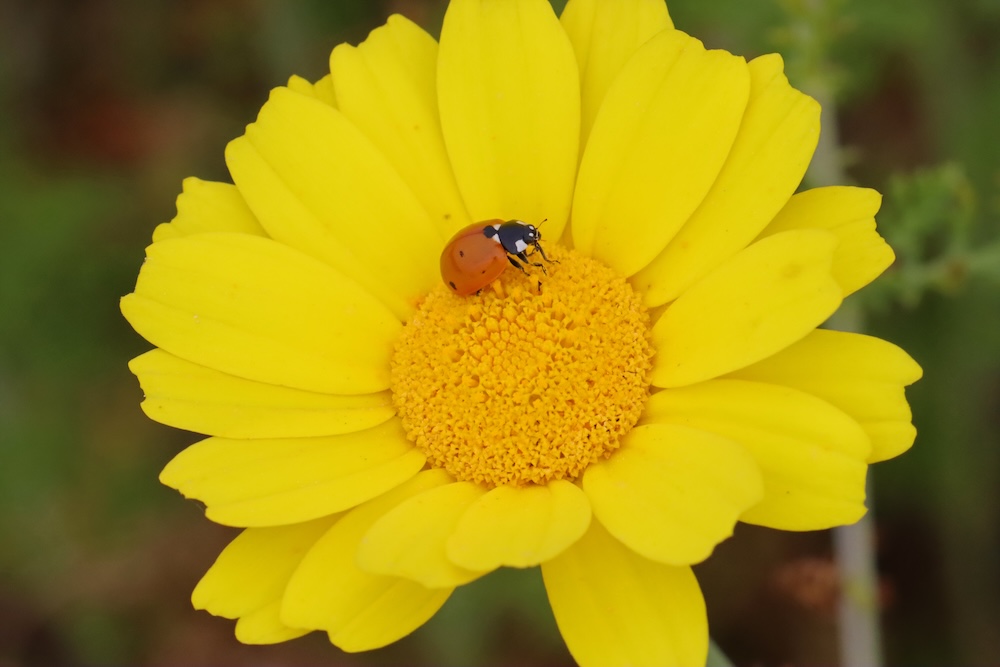 A ladybug is in the cetner of a yellow flower