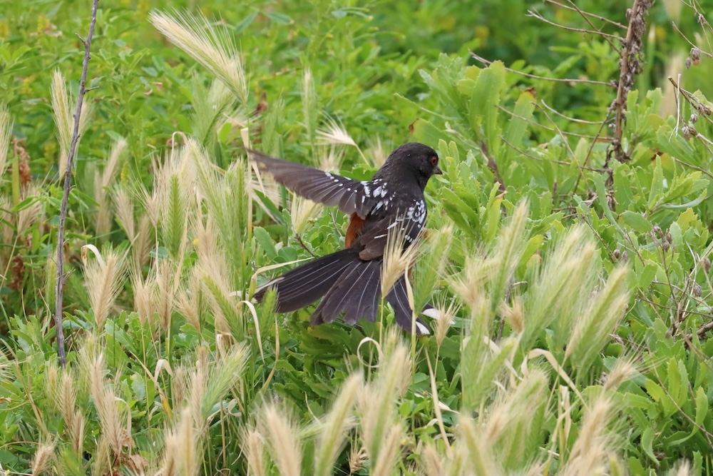 A bird with it's wings extended lands in low green shrubbery.