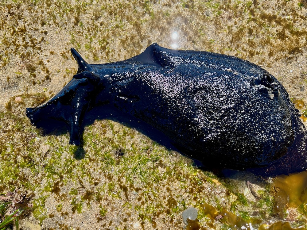 An elongated foot sized slug with rabbit ears on a sandy bottom.