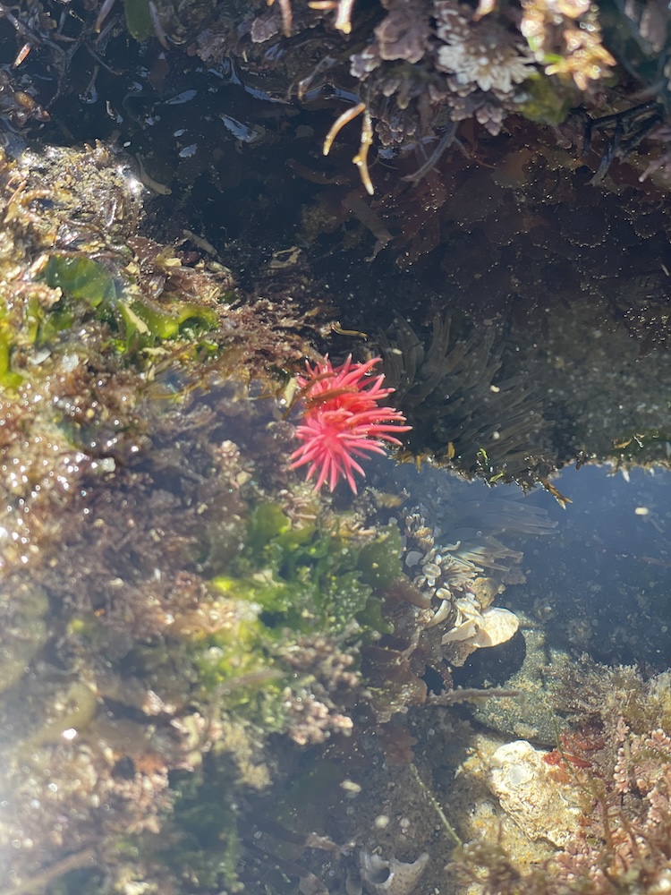 Finger nail sized pink snail with cylindrical arms radiating out from the center.