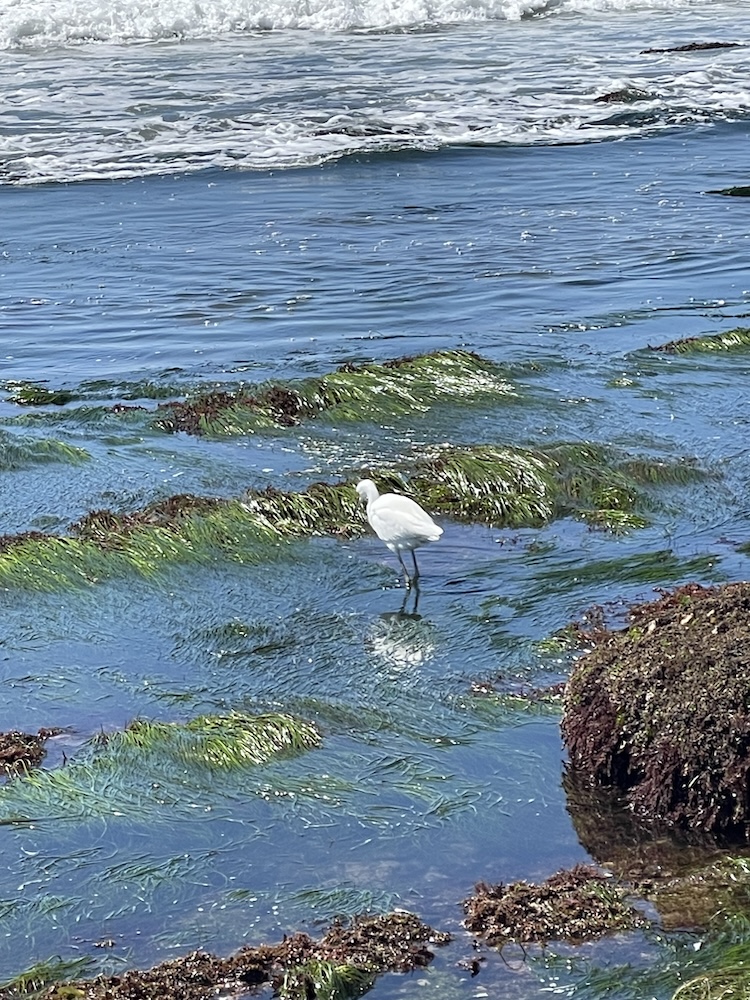 A white bird with long legs stands in shallow water at the ocean. Long green blades of grass surround the bird.