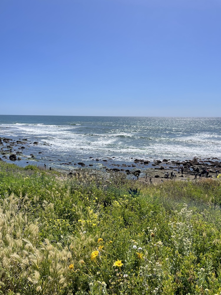 A bluff with low green plants overlooking the ocean with a blue sky above.