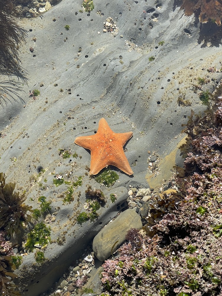 An orange five pointed seat star on a rocky bottom.