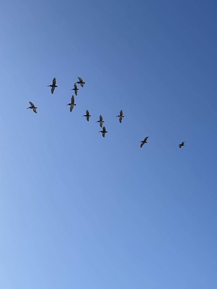Pelicans flying overhead against a blue sky