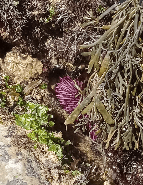 A sea urchin with a round body with numerous slender, pointy spines radiating outwards. The spines are a reddish-purple color. The sea urchin is under a rock.