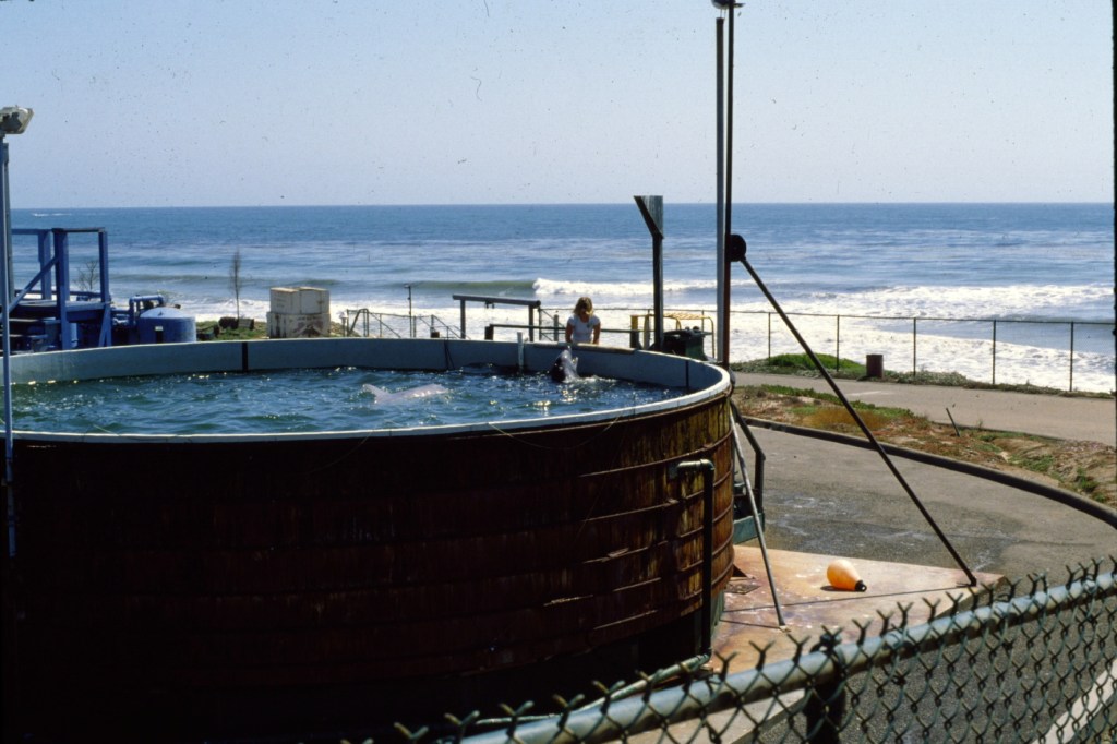 A large tank full of water with a dolphin inside. The ocean is in the background.
