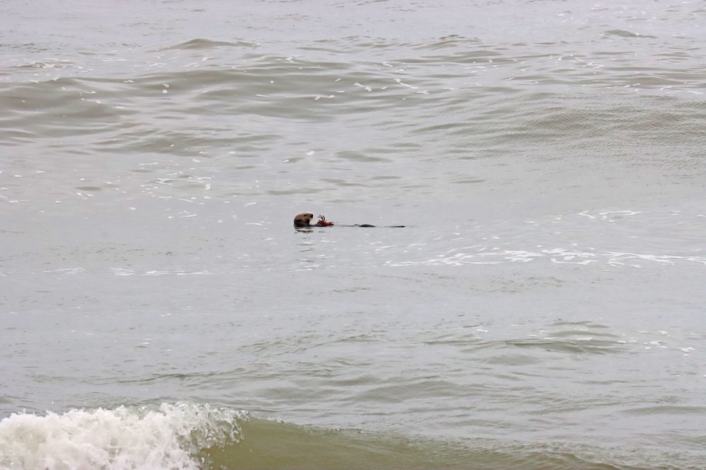 A small furry sea animal floating in the ocean.