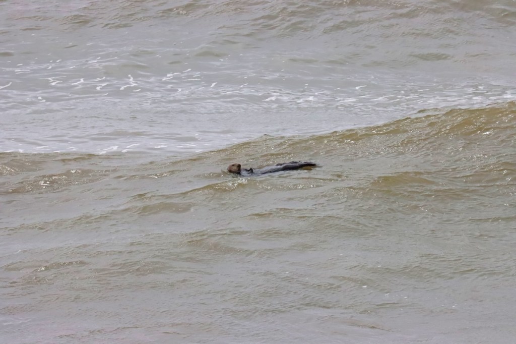 A small furry sea animal floating in the ocean.