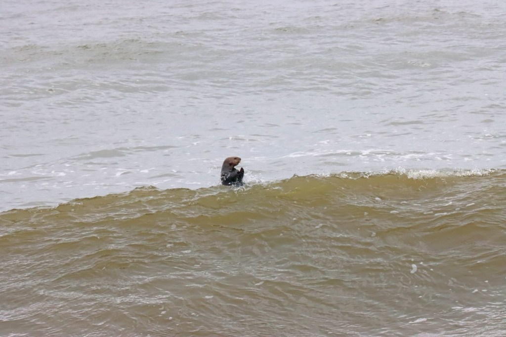 A small furry sea animal floating in the ocean.