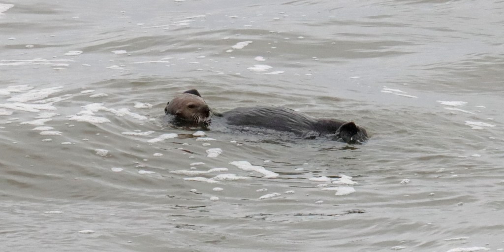 A small furry sea animal floating in the ocean.