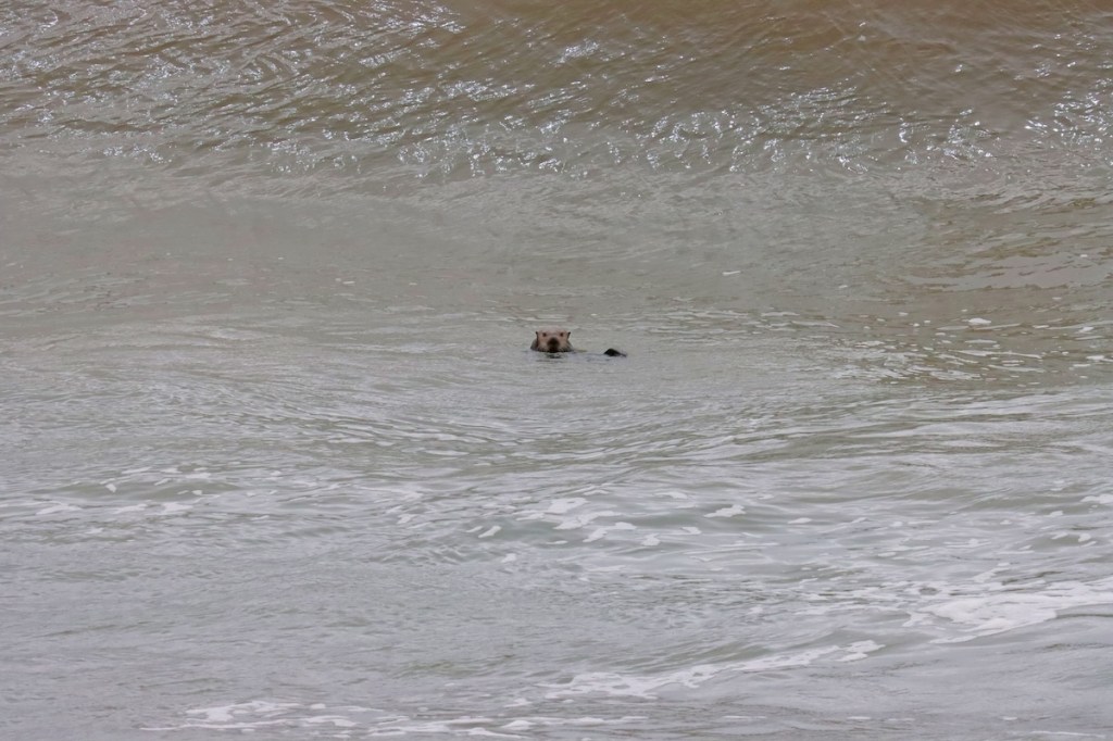 A small furry sea animal floating in the ocean.