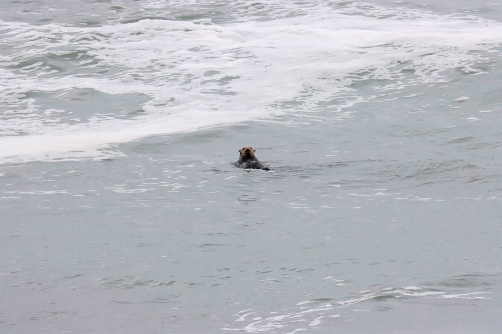 A small furry sea animal floating in the ocean.