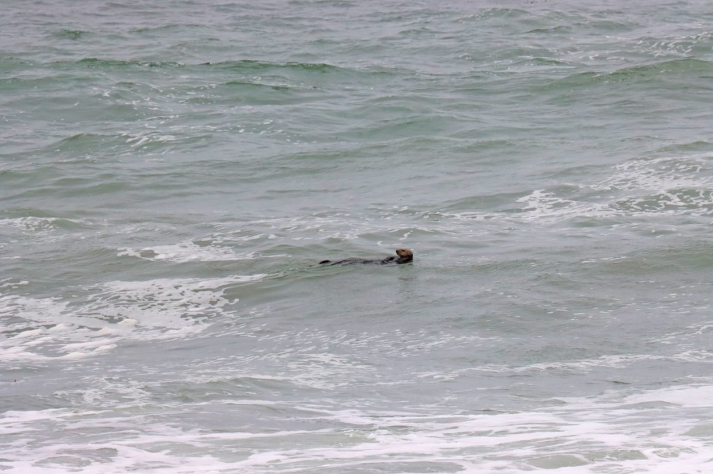A small furry sea animal floating in the ocean.