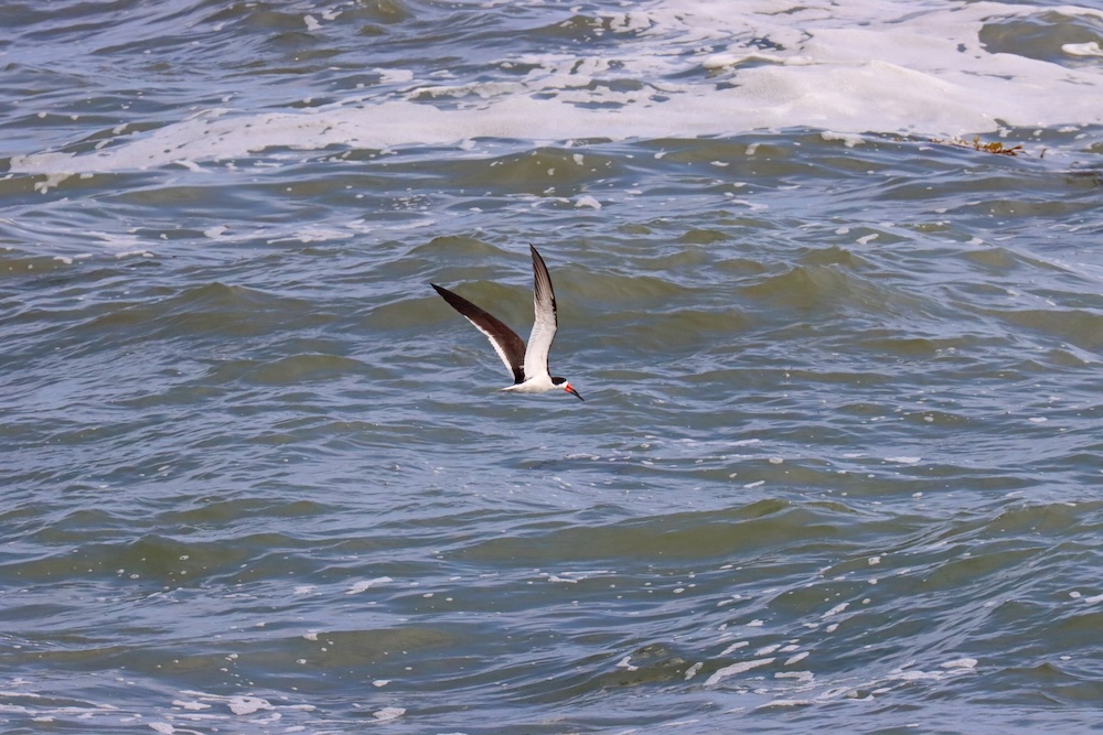The image shows a bird in flight over the ocean. The bird has long, slender wings and a distinctive black and white coloration. Its wings are mostly black with white undersides, and it has a white body with a black cap on its head. The bird's beak is bright red. The ocean below is a mix of blue and green hues, with white foam and small waves visible on the surface. The bird appears to be gliding just above the water.