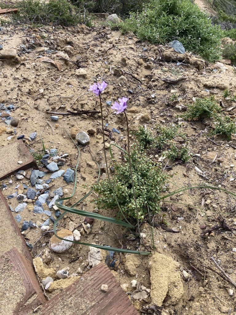The image shows a small patch of sandy and rocky ground with sparse vegetation. In the foreground, there are two delicate purple flowers on thin stems, standing out against the earthy background. The ground is a mix of sand, small rocks, and some larger stones, with patches of green plants scattered around. In the background, there is more greenery, including some bushes and a path leading away from the scene. The overall setting appears to be a natural, possibly arid or semi-arid environment.